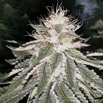 MAC 11 (Pheno Finder) Feminizowane