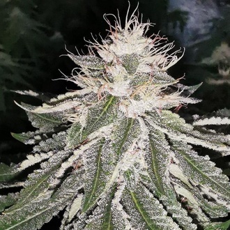 MAC 11 (Pheno Finder) Feminizowane