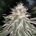 MAC 11 (Pheno Finder) Feminizowane