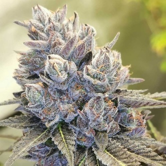 Auto Fruity Kuntz (Pheno Finder) nasiona marihuany feminizowane