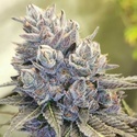 Auto Fruity Kuntz (Pheno Finder) nasiona marihuany feminizowane