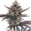 Banana Purple Punch Automat RF3 (FastBuds) nasiona marihuany feminizowane
