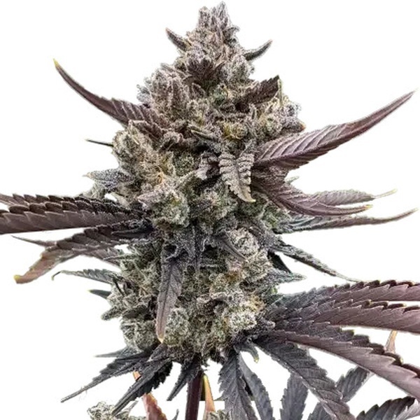 Banana Purple Punch Automat RF3 (FastBuds) nasiona marihuany feminizowane