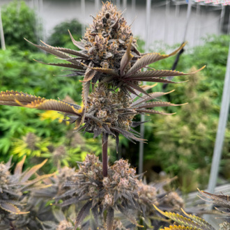 Banana Purple Punch Automat RF3 (FastBuds) nasiona marihuany feminizowane