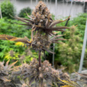 Banana Purple Punch Automat RF3 (FastBuds) nasiona marihuany feminizowane