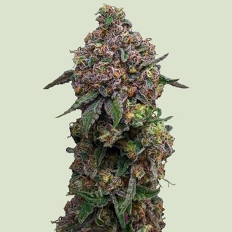 Cosmic Cheddar F1 (Royal Queen Seeds) feminizowane