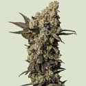 Astro Lemonade F1 (Royal Queen Seeds) feminizowane