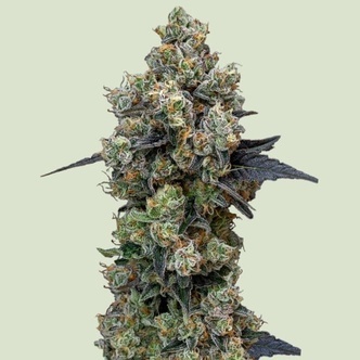 Orbutal Banana F1 (Royal Queen Seeds) feminized 