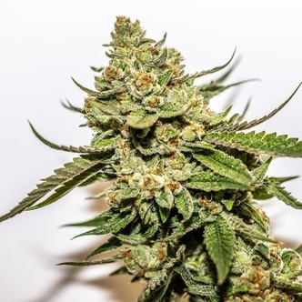 Cereal Milk x OG Kush (Vision Seeds) feminizowane