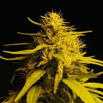 Amnesia Haze (Nirvana) feminizowane