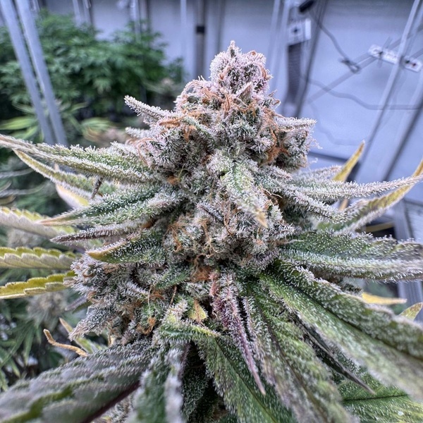 Cherry Cola Auto RF3 (FastBuds) feminizowane