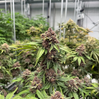 Cherry Cola Auto RF3 (FastBuds) feminizowane