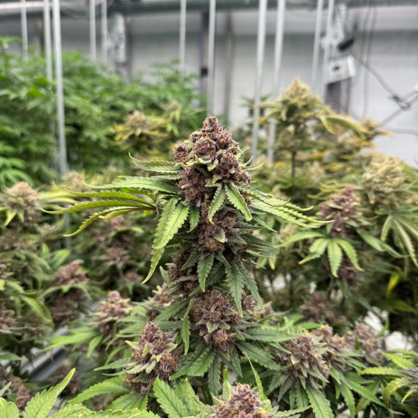 Cherry Cola Auto RF3 (FastBuds) feminizowane