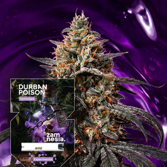 Durban Poison (Zamnesia Seeds) feminizowane