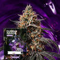 Durban Poison (Zamnesia Seeds) feminizowane