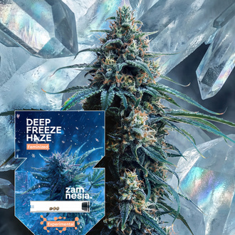 Deep Freeze Haze (Zamnesia Seeds) feminizowane