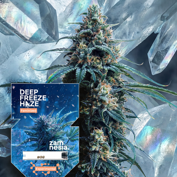 Deep Freeze Haze (Zamnesia Seeds) feminizowane