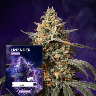 Lavender Automat (Zamnesia Seeds) feminizowane