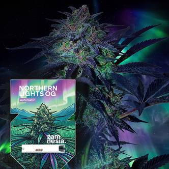 Northern Lights OG Automat (Zamnesia Seeds) feminizowane
