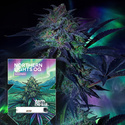 Northern Lights OG Automat (Zamnesia Seeds) feminizowane