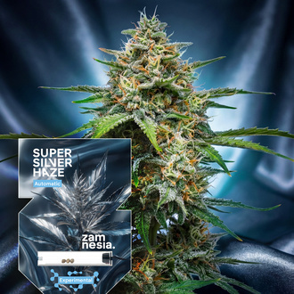 Super Silver Haze Automatyczne (Zamnesia Seeds) feminizowane