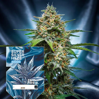 Super Silver Haze Automatyczne (Zamnesia Seeds) feminizowane
