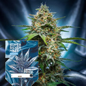 Super Silver Haze Automatyczne (Zamnesia Seeds) feminizowane