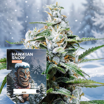 Hawaiian Snow Automat (Zamnesia Seeds) feminizowane