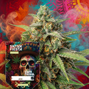 Sativa Fiesta (Zamnesia Seeds) feminizowane