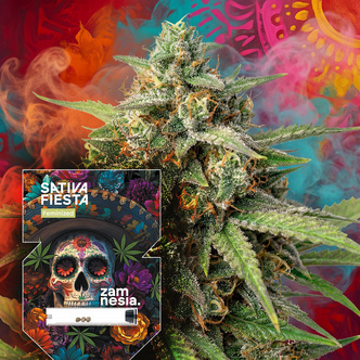 Sativa Fiesta (Zamnesia Seeds) feminizowane
