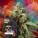 Sativa Fiesta (Zamnesia Seeds) feminizowane