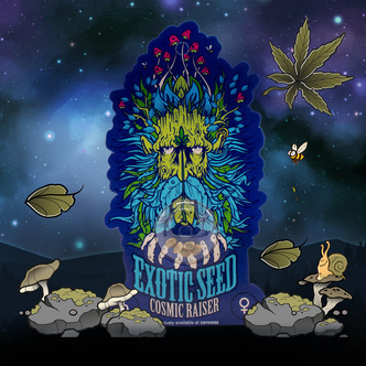 Cosmic Raiser (Exotic Seed) feminizowane