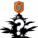Feminizowane Nasiono Niespodzianka 2 (Kannabia)