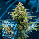 Blue Waffle F1 (Zamnesia Seeds) feminizowane