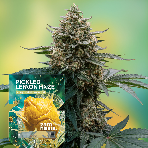 Pickled Lemon Haze F1 (Zamnesia Seeds) feminizowane
