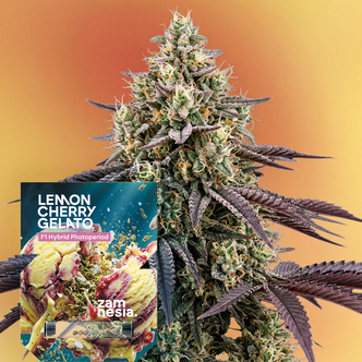 Lemon Cherry Gelato F1 (Zamnesia Seeds) feminizowane
