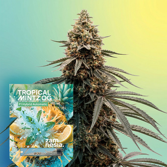 Tropical Mintz OG F1 Automat (Zamnesia Seeds) feminizowane