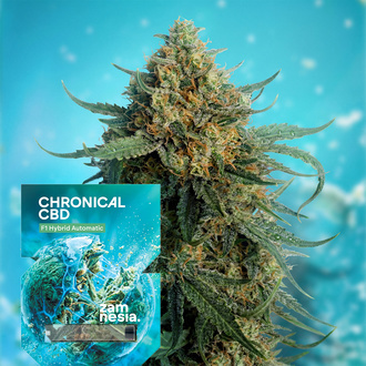 Chronical CBD F1 Automat (Zamnesia Seeds) Feminizowane