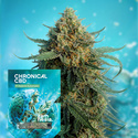 Chronical CBD 1:1 F1 Automat (Zamnesia Seeds) feminizowane