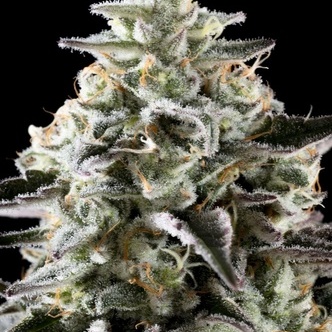 Mexican Sativa (Kannabia) feminizowane