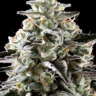 Mexican Sativa (Kannabia) Feminizowane
