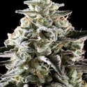 Mexican Sativa (Kannabia) Feminizowane