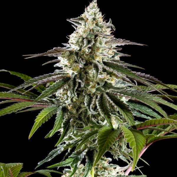 Mexican Sativa (Kannabia) Feminizowane