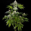 Mexican Sativa (Kannabia) Feminizowane