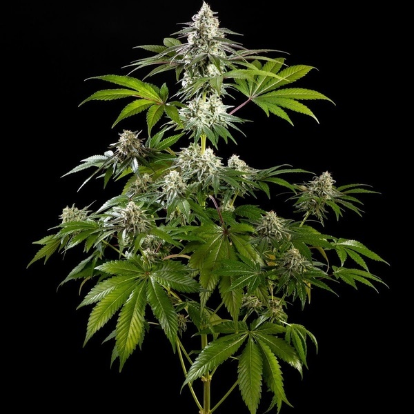 Mexican Sativa (Kannabia) Feminizowane