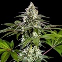 Mexican Sativa (Kannabia) Feminizowane