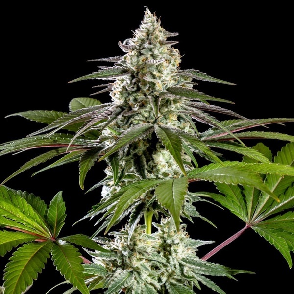 Mexican Sativa (Kannabia) Feminizowane