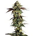 Blue Zushi (Growers Choice) feminizowane