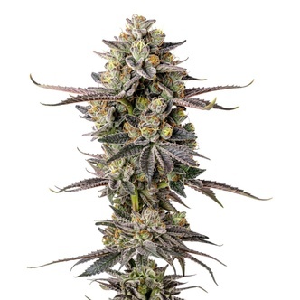 Double Donny Burger (Growers Choice Seeds) feminizowane