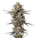 Double Donny Burger (Growers Choice) feminizowane
